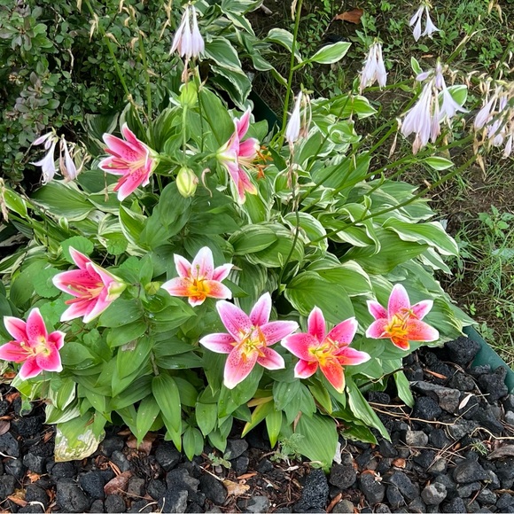 Meet your Posher, Lisa - Picture 2 of 2